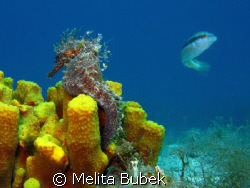 Seahorse on Selce Underwater-ambient / Canon G9 by Melita Bubek 